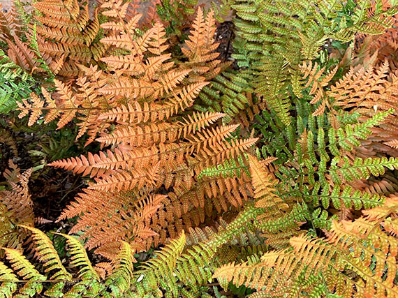 Coloridos frondes de dryopteris